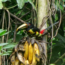 Black-red-yellow toucan eating banana
